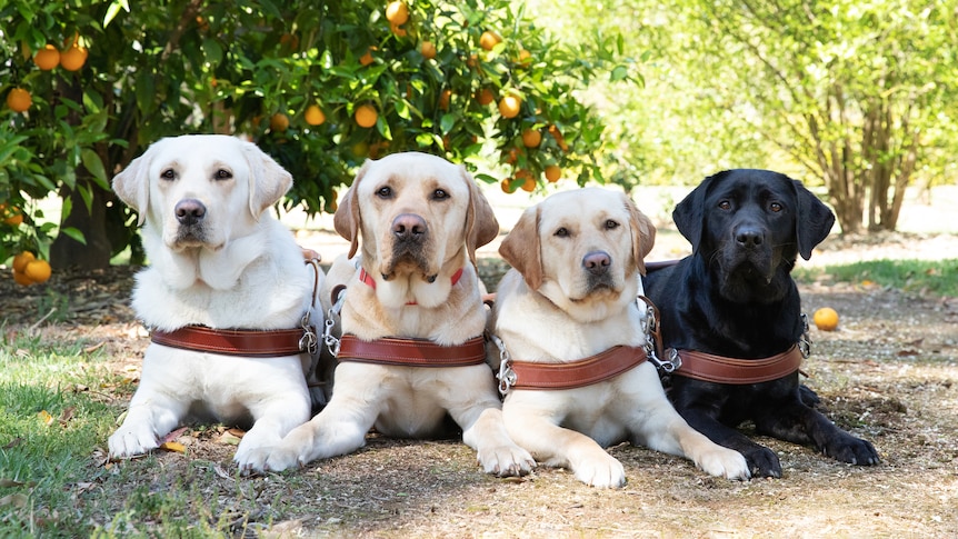 Photo of four Labradors sitting down posing for the camera. Three are white, one is black. They are in harnesses