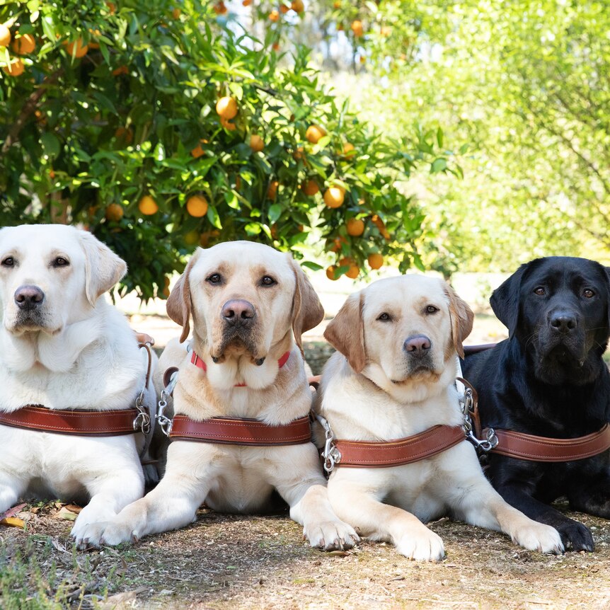 Photo of four Labradors sitting down posing for the camera. Three are white, one is black. They are in harnesses