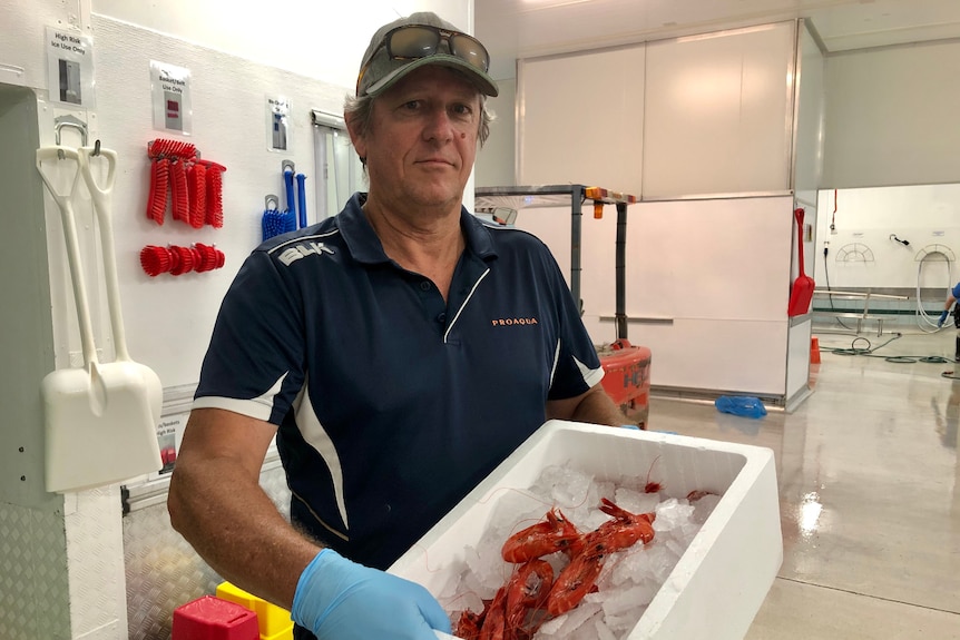 A man in a factory holding a tray of prawns on ice.
