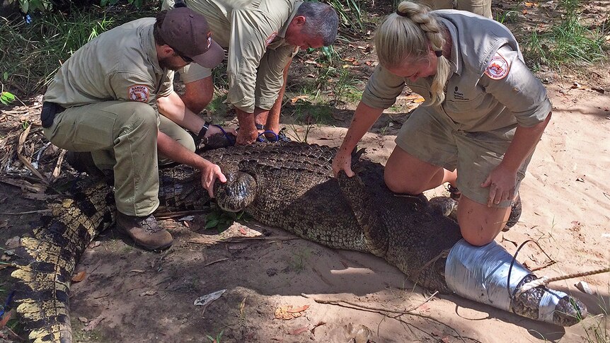 A 3.3 metre saltwater crocodile is caught in the Lower Cascade waterway in Litchfield National Park