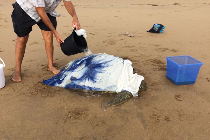 a turtle is on the sand with a towel over its shell, while a person pours water onto it