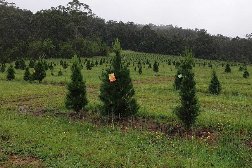 A Christmas tree farm at Coramba on the NSW Mid North Coast