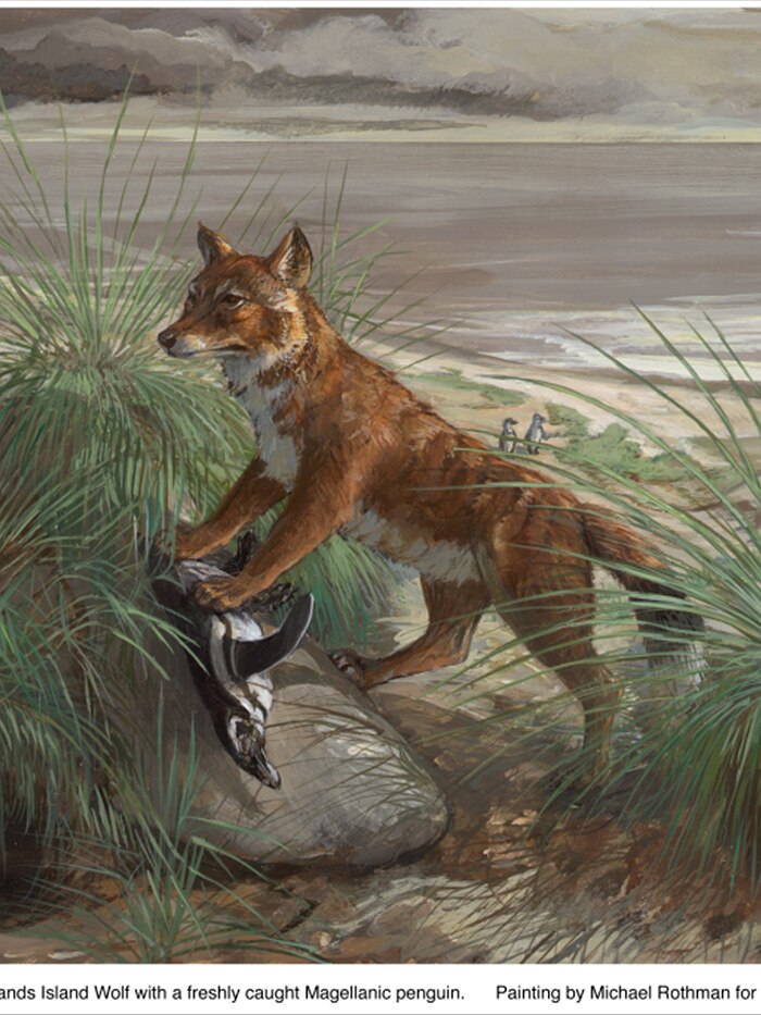 Wolves howl because they care - ABC listen