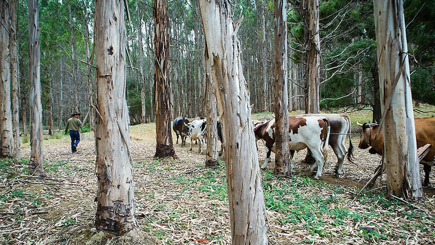 Bullocks at work in forest
