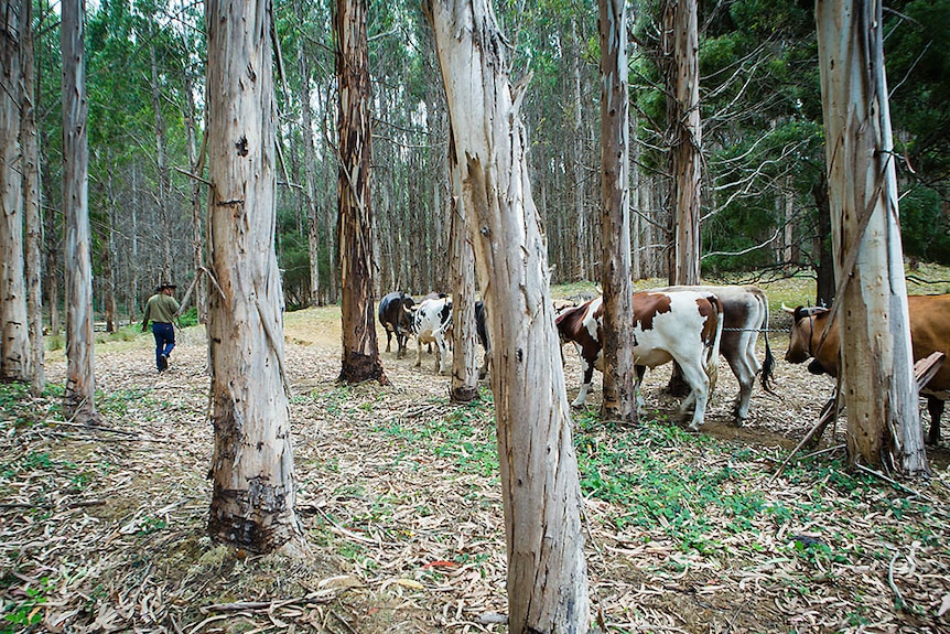 Bullocks at work in forest