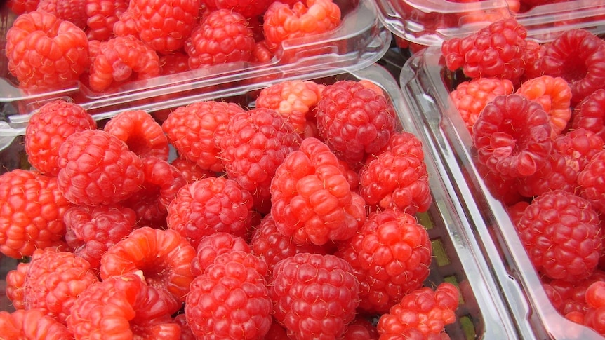 Fresh raspberries