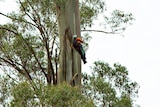 Forestry worker scales a massive eucalypt.