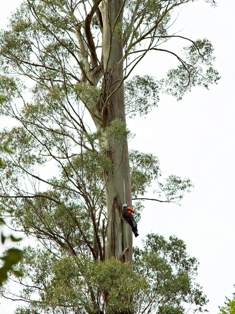 Forestry worker scales a massive eucalypt.