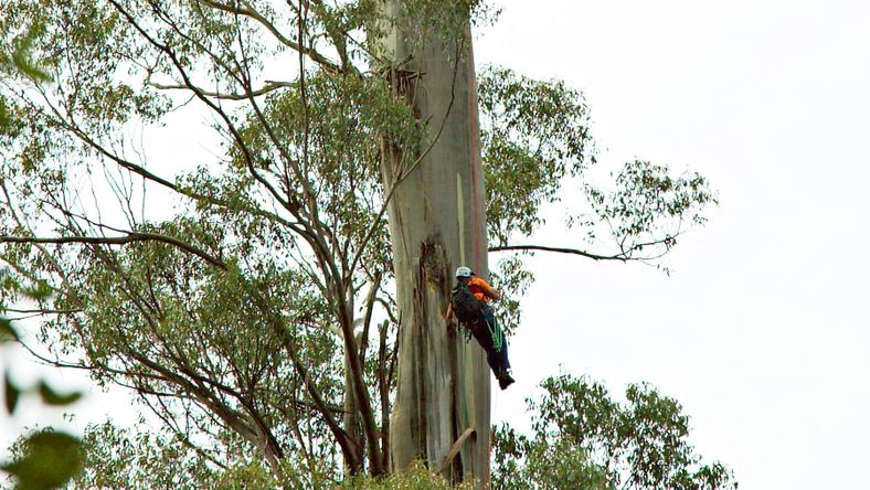 Forestry worker scales the massive Centurion Tree