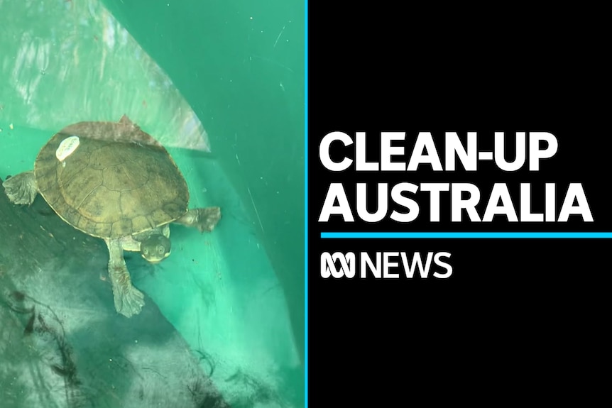 Clean-Up Australia: Turtle swims underwater among rubbish.