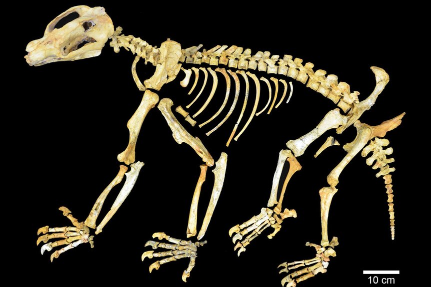 Bones of Nimbadon - huge ancient marsupial skeleton. Supplied. May 2012.