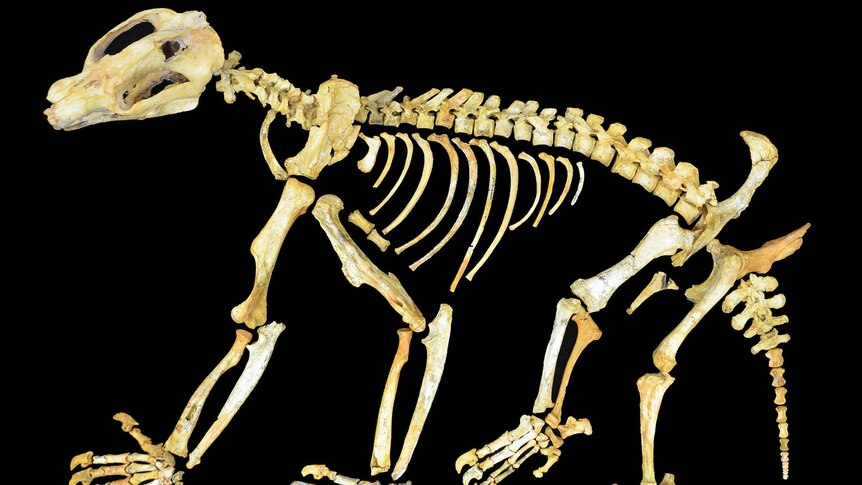 Bones of Nimbadon - huge ancient marsupial skeleton. Supplied. May 2012.