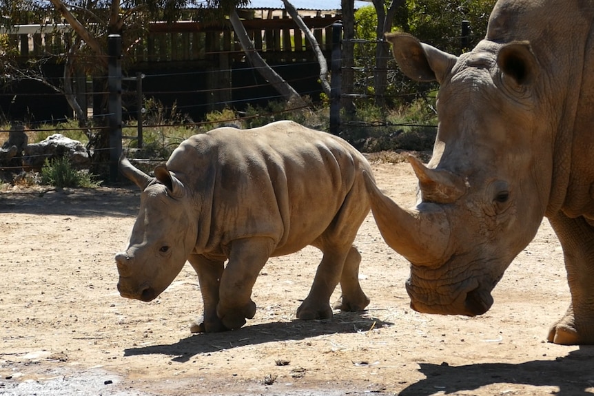 Monarto Safari Park baby white rhino Eshe.