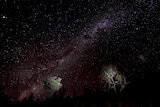 Milky Way stars dotted above two trees