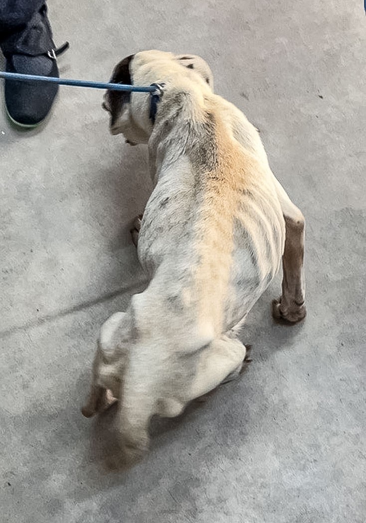 View of spine of underfed dog.