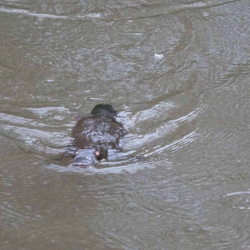 A platypus spotted swimming in Melbourne's Yarra River