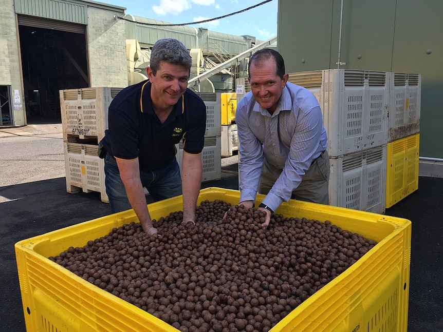 Kevin Quinlan and Andrew Leslie dig into a crate of macadamias to hold handfuls of the nuts.