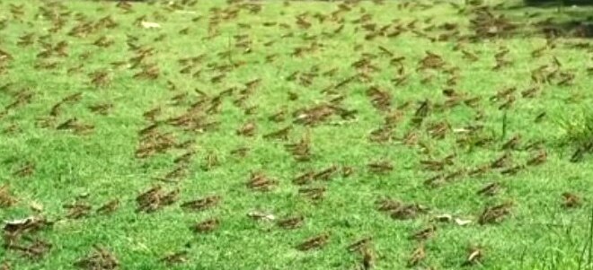 Locusts swarm town centres and pastoral stations in WA's central ...