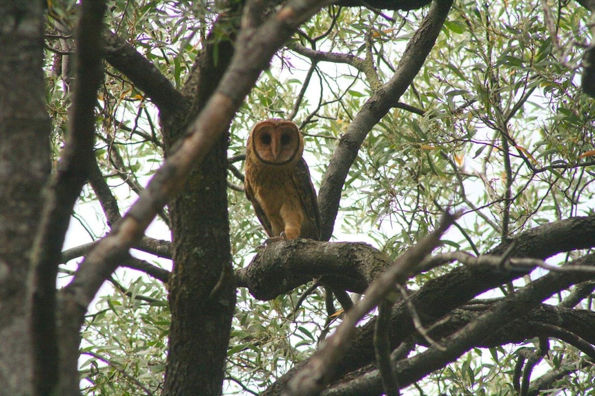 Tasmanian masked owl