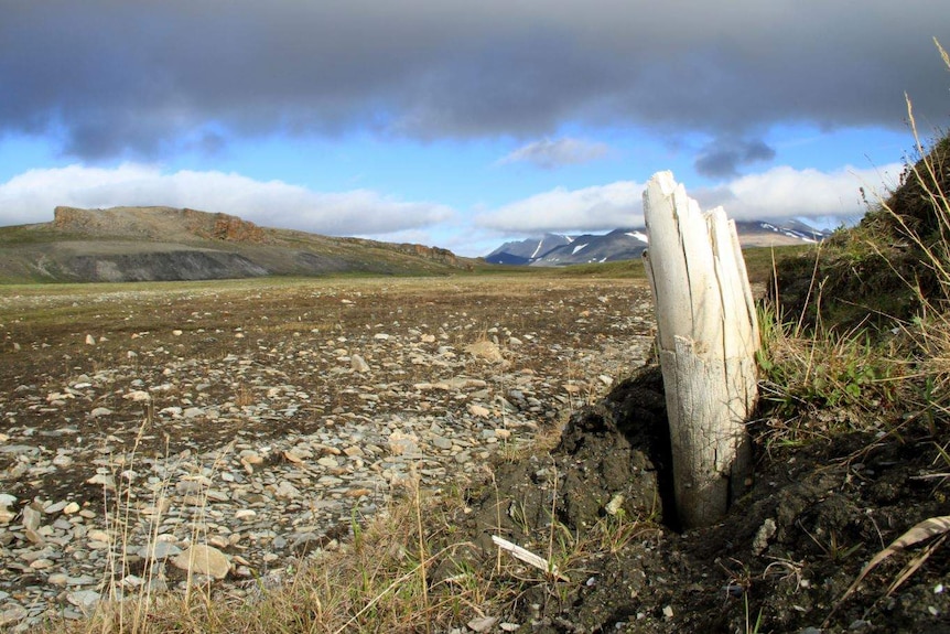 A white tusk poking out of the ground