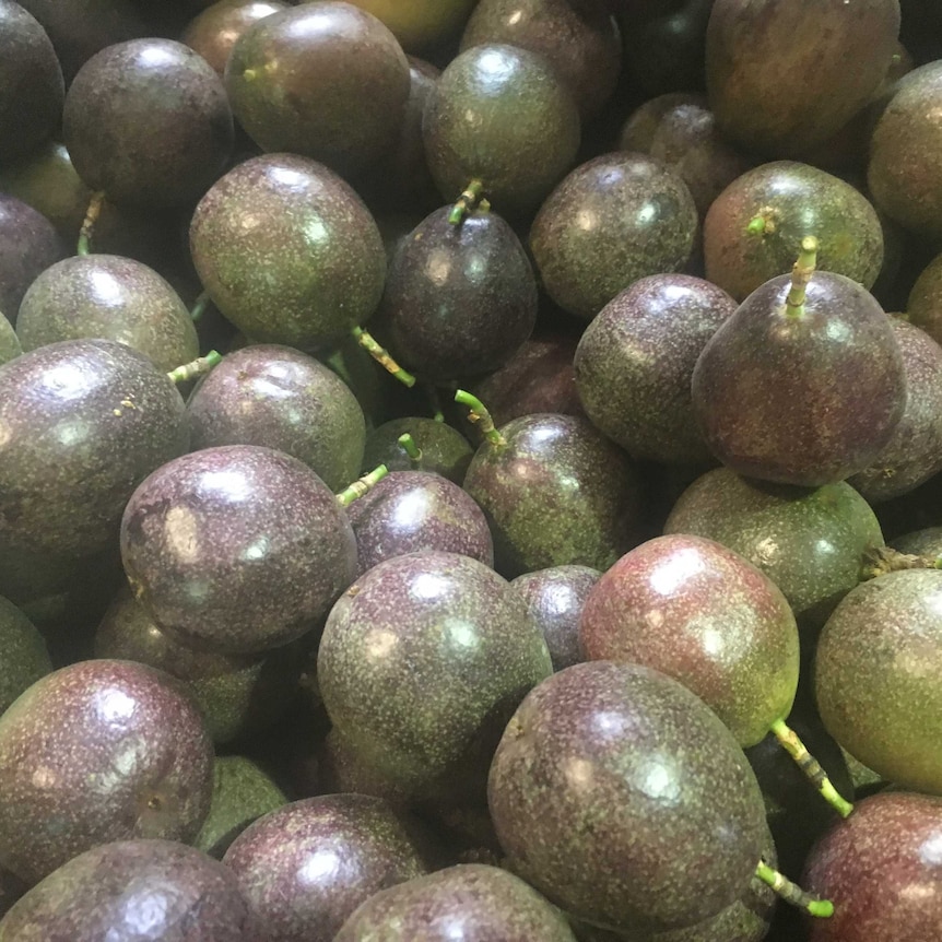 Dozens of harvested passion fruit