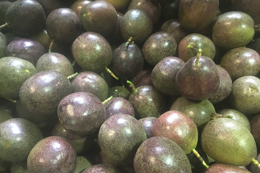 Dozens of harvested passion fruit