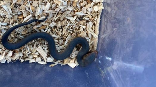 Baby copperhead snake in a plastic container.