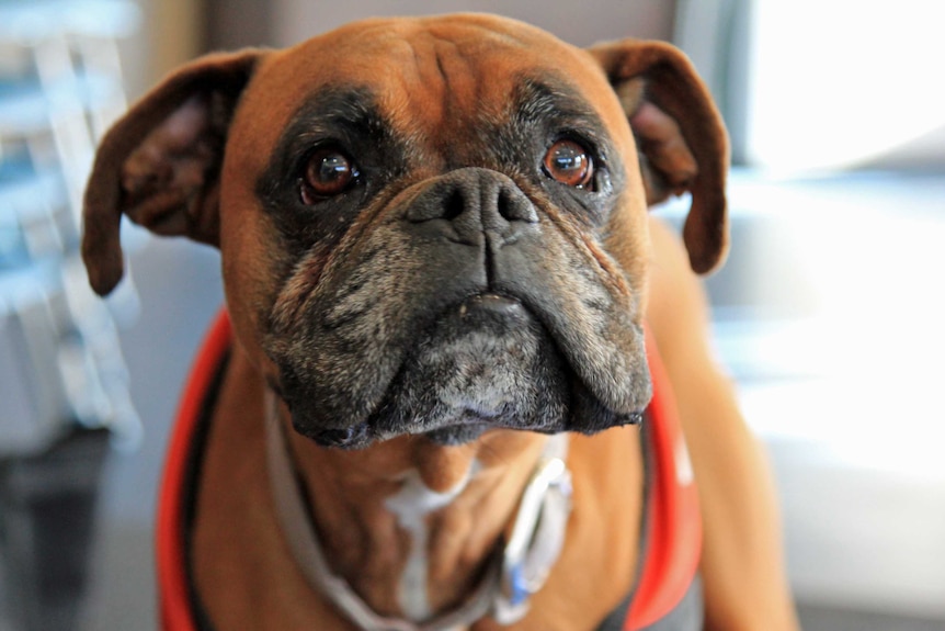 Lollipop, a boxer and Story Dog