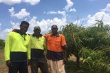 three men standing in a mango orchard
