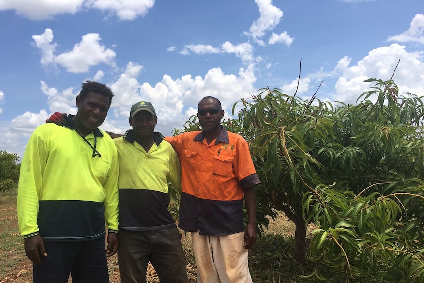 three men standing in a mango orchard