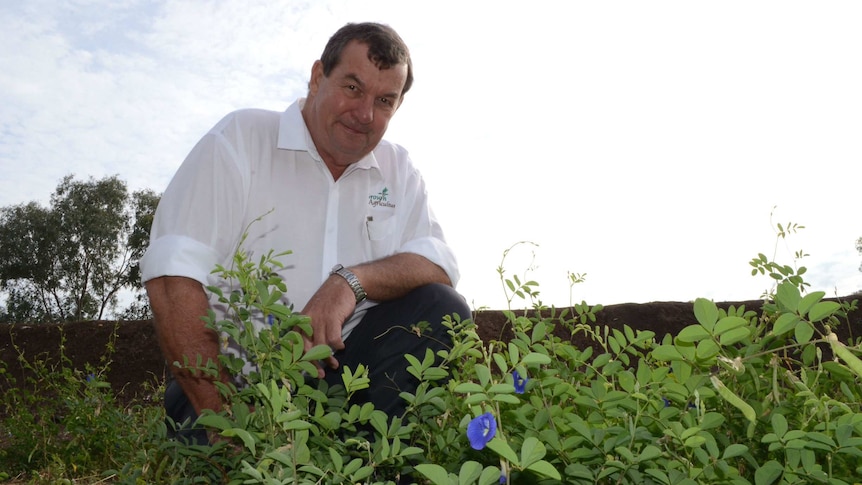 Nick Watts and butterfly pea