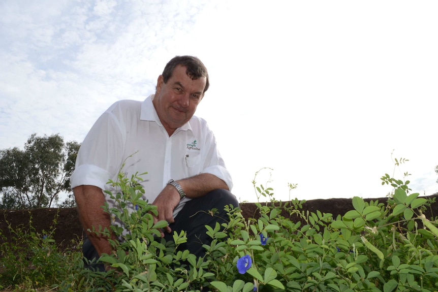 Nick Watts and butterfly pea