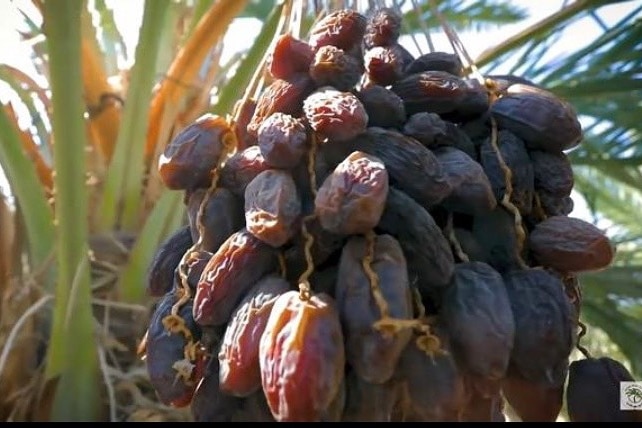 a bundle of dates hanging from a palm tree