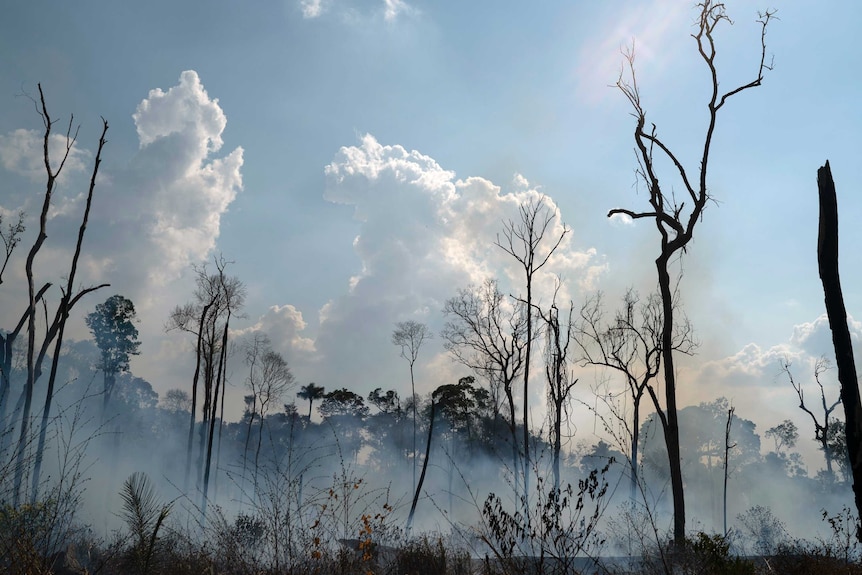 A shot of burnt, empty trees in the Amazon