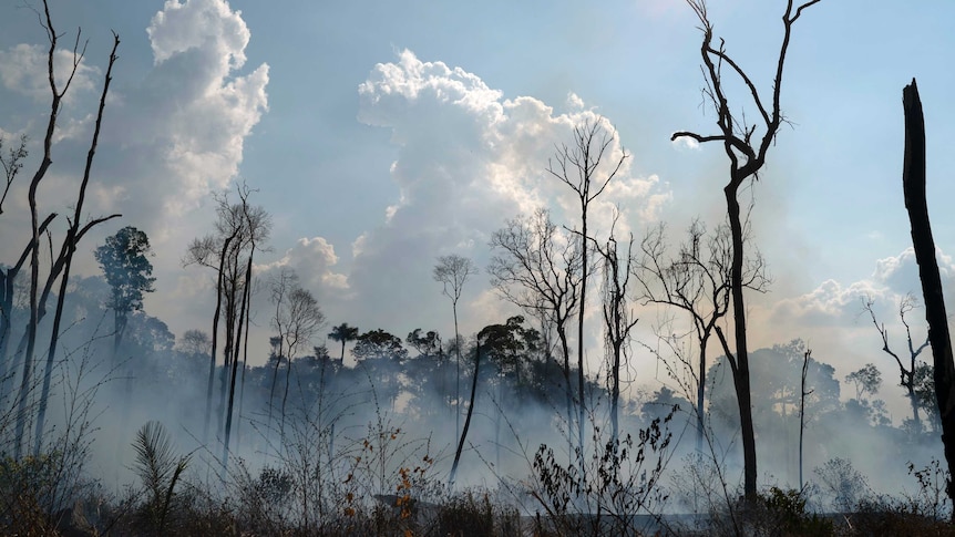 A shot of burnt, empty trees in the Amazon