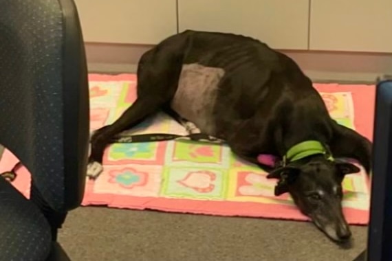 A pet greyhound in a vet clinic with a shaved stomach