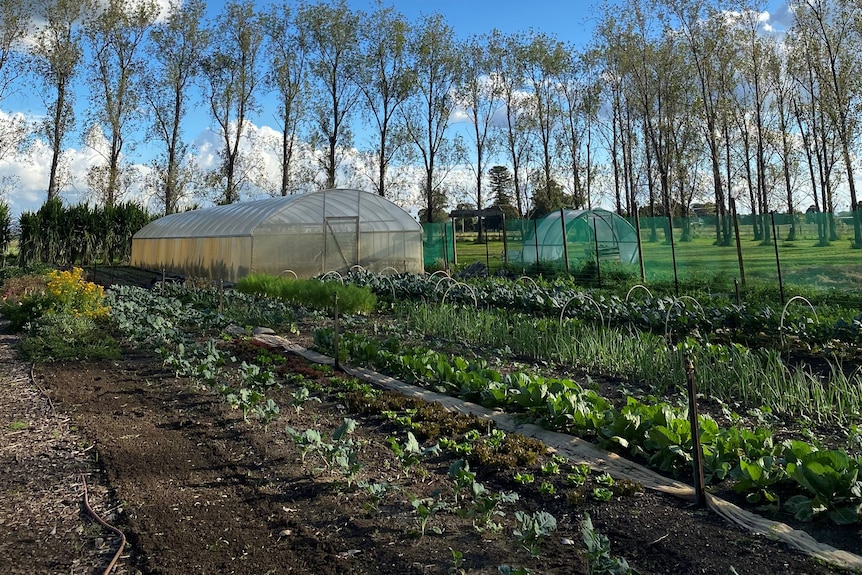 A vegetable farm with a green house and rows of crops.