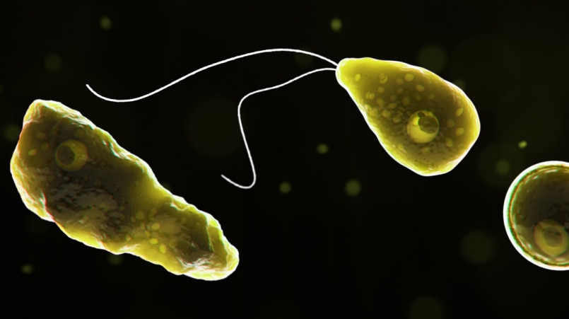 An image of a single-celled amoeba