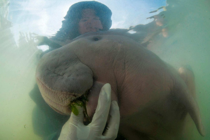 A baby dugong eats leaves in the water from a woman's hand