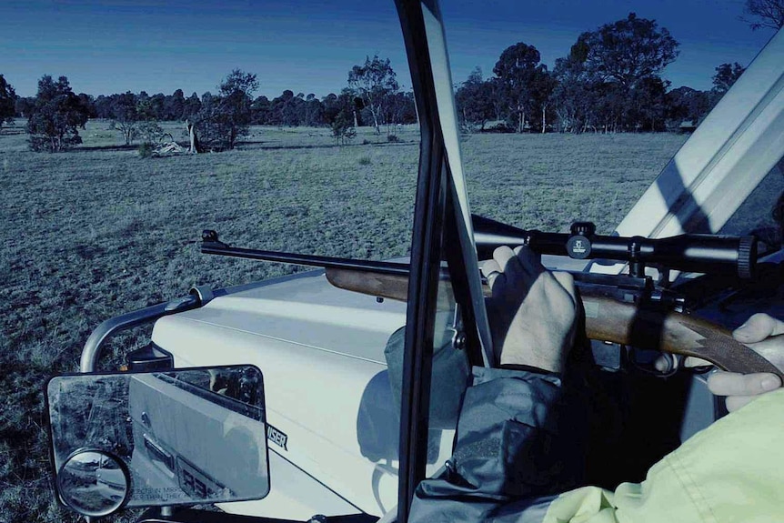 A professional shooter with a rifle at the annual Canberra kangaroo cull.