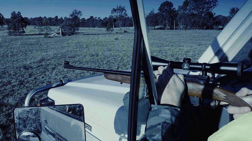 A professional shooter with a rifle at the annual Canberra kangaroo cull.