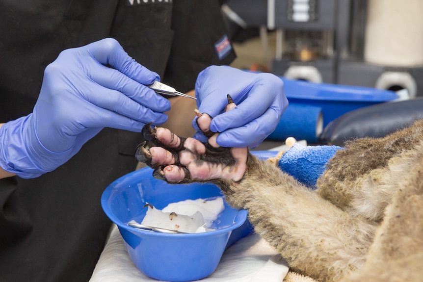 A Zoos Victoria worker wearing purple gloves uses a small tool on the paw of an injured koala.