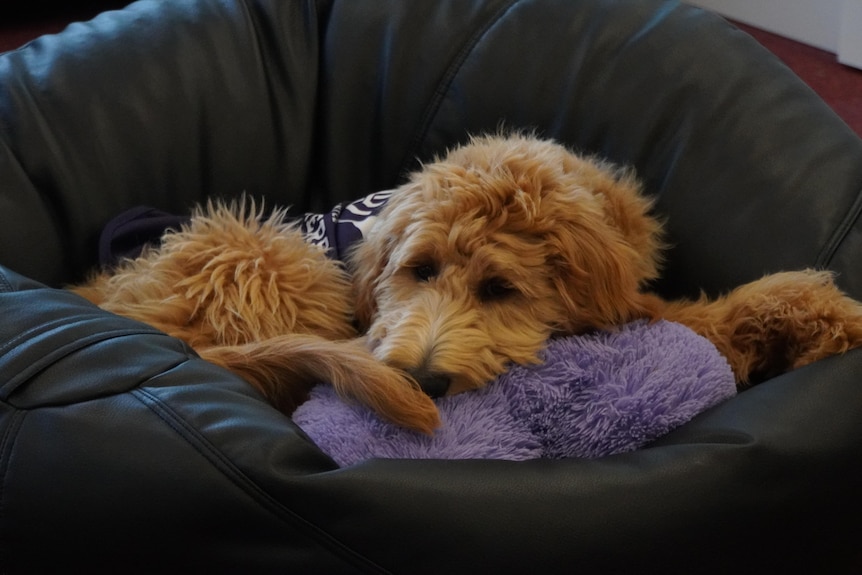 Winnie, a brown groodle dog, sleeps in her bed wearing a Fremantle Dockers jersey