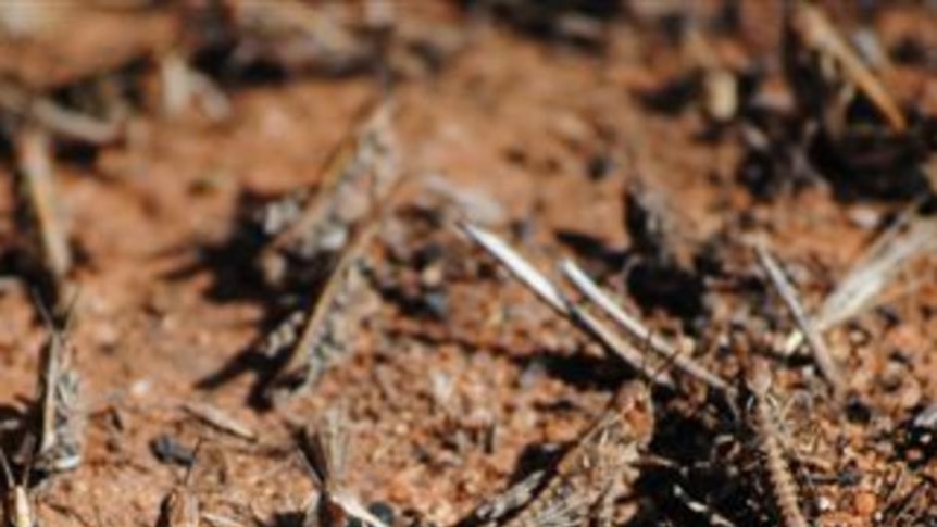 Locusts have been in the southern Flinders Ranges and Murraylands