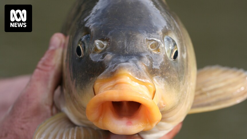 Why carp, one of Australia's worst introduced pests, could be a great