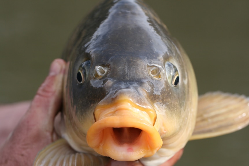 A close up image of a big carp fish with its mouth opened.