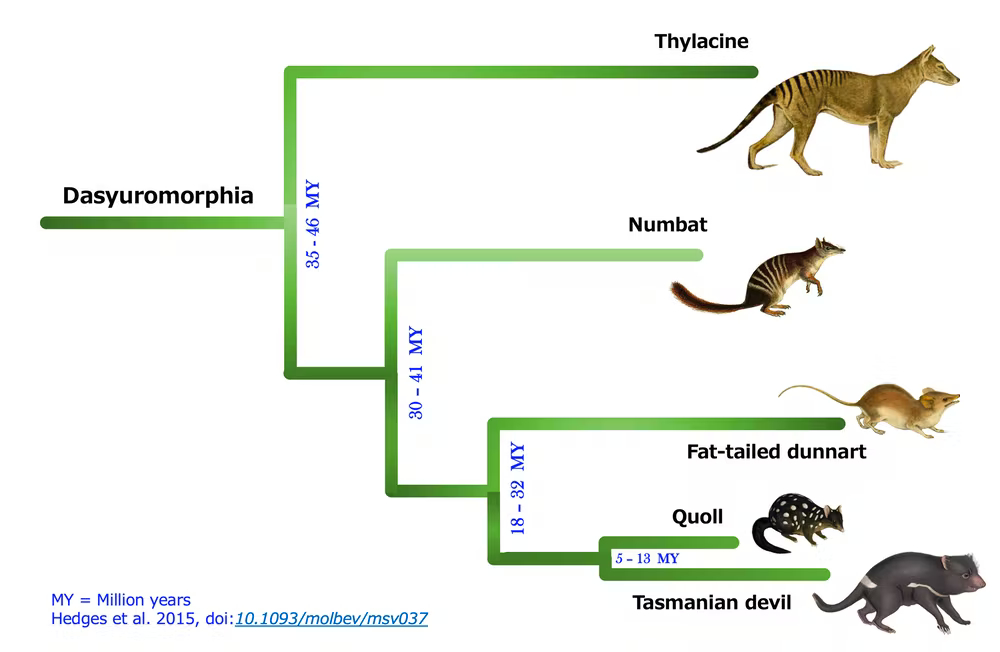 An evolutionary tree.