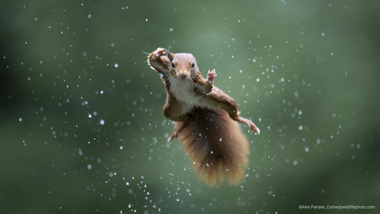 A red squirrel is pictured mid-air during a rain storm.
