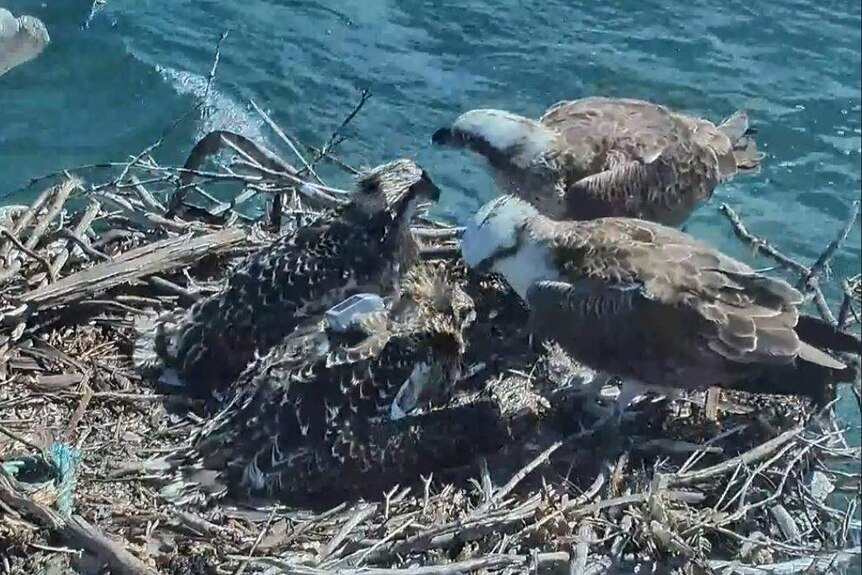 Three ospreys stare curiously at a sitting chick with a satellite harness placed on its back