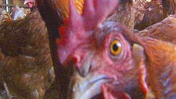 A Lower Hunter chicken farm has been quarantined due to suspected Avian Influenza.